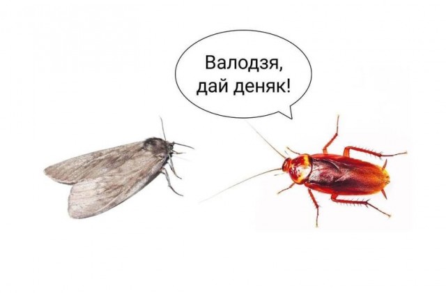Литва не смогла построить стену на границе с Беларусью. У государства не хватило колючей проволоки.