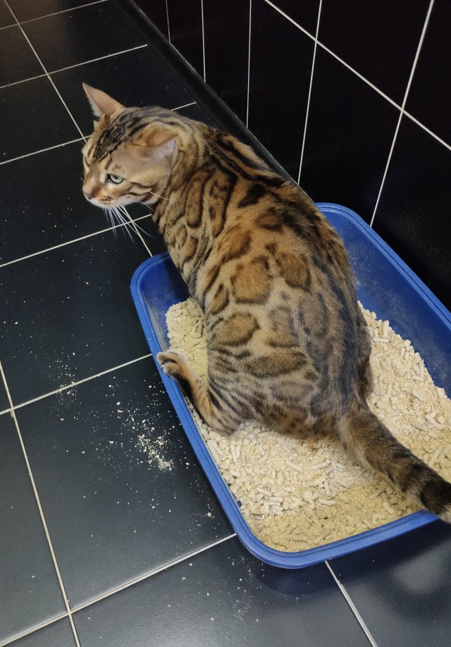 Погнали! С котовторником, други!