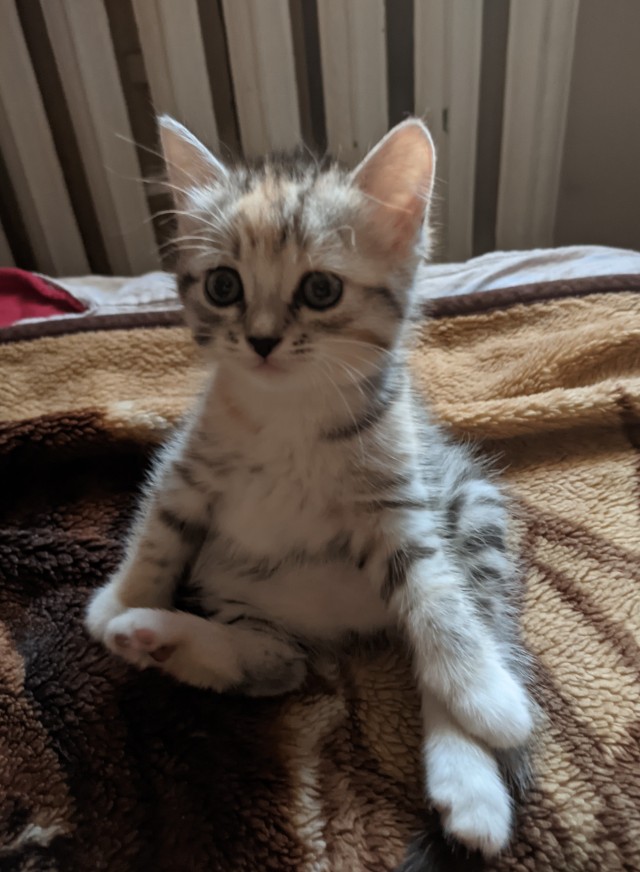 Котовторник 21.12.21