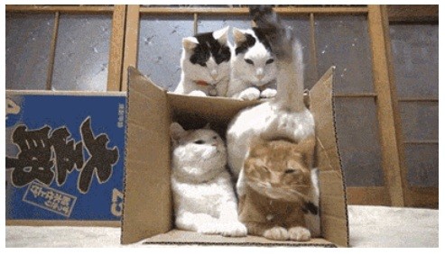 "Так, девки, подвинься!"