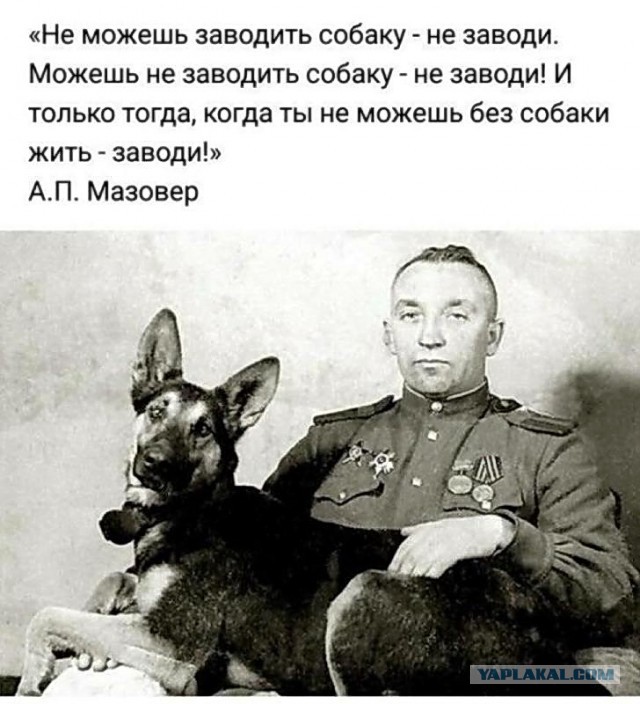 Про собак на войне