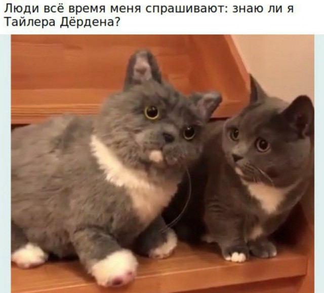 Сына котики