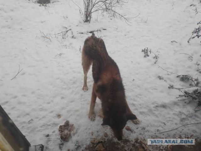 Жизнь домашнего приюта для котеек 474