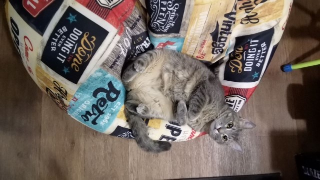 С котовторником ЯПовцы