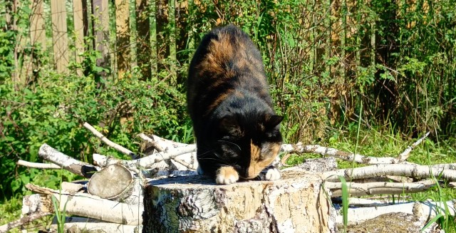 Коты деревенской породы