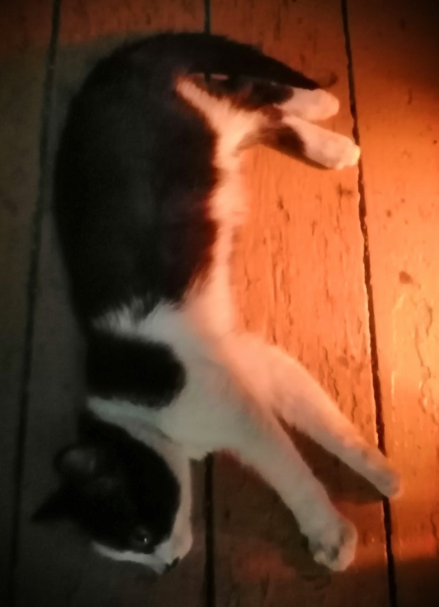 Котовторник в картинках