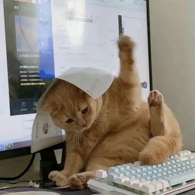 Котовторник в картинках