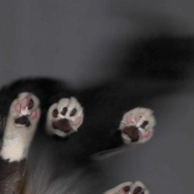 Лапки были отсканированы