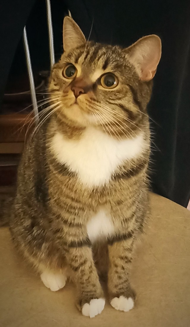 Котя не глаженый