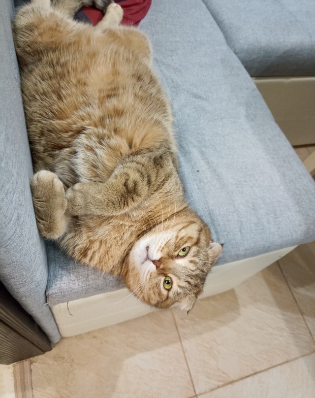 Котовторник