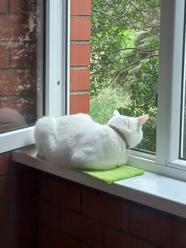 Когда кот смотрит в окно и не реагирует — это знак, который нельзя игнорировать