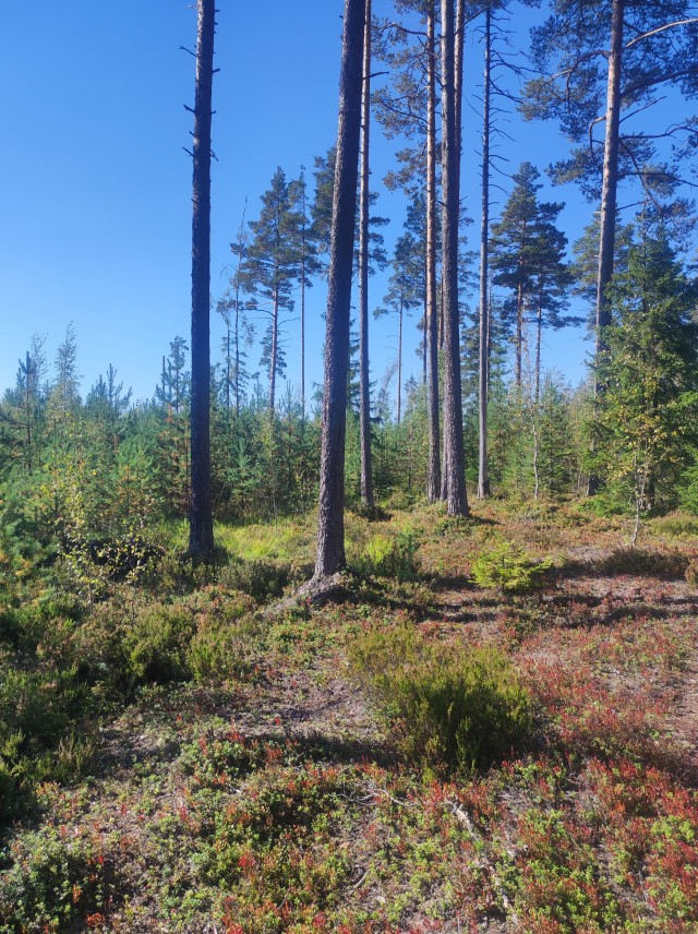 Эх хвост чешуя.