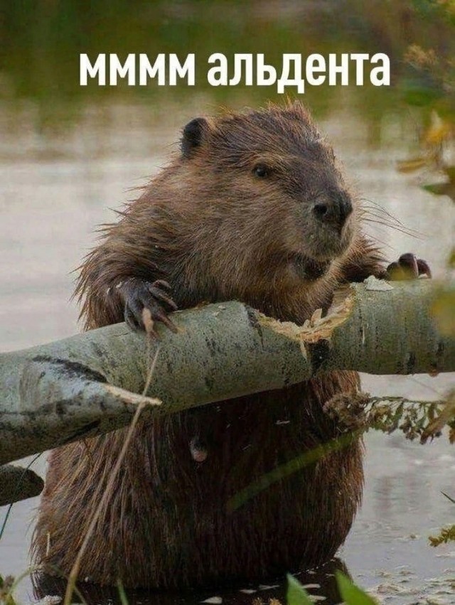 Картинки для деградации 54 (разной степени свежести)
