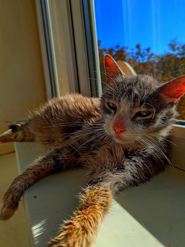 У нас котовторник случился!