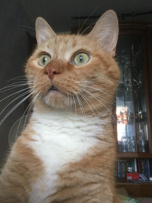 Котëнок-заморыш стал красивой кошкой