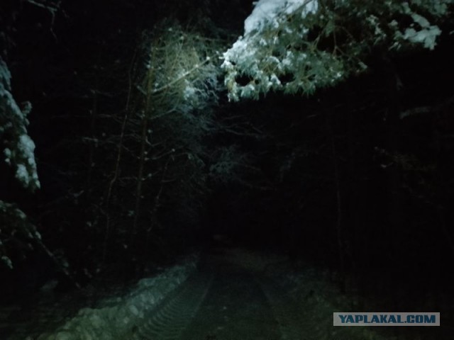 Жизнь домашнего приюта для котеек 571