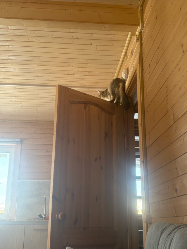 Найди кота