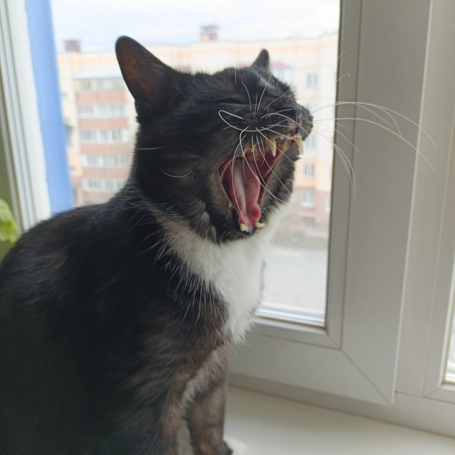 Котовторник же, хватит спать!