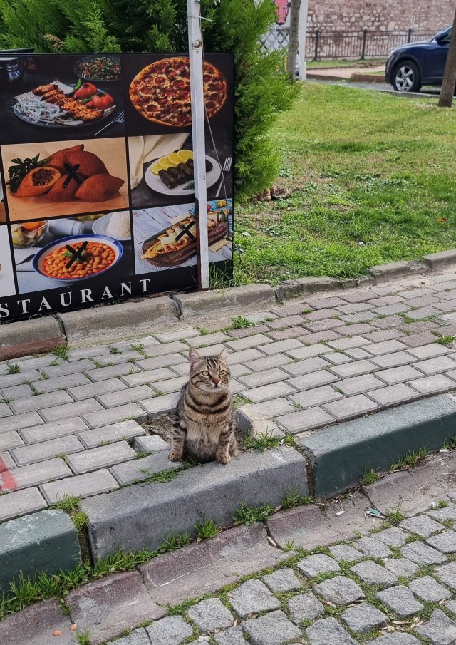 Немного стамбульских котов на котовторник, господа!