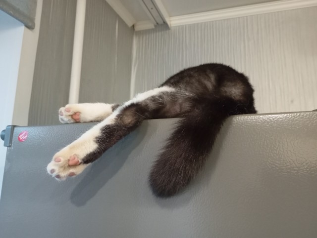 Объяснительная коту