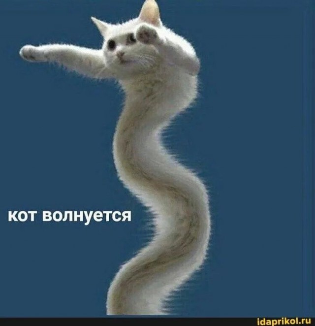 Есть два типа котов