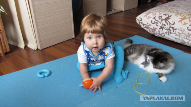 Котовторник 22.10.2013