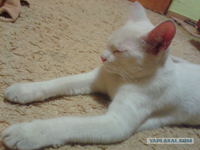Котовторник  25.03.2014