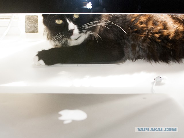 Котовторник 09.09.2014