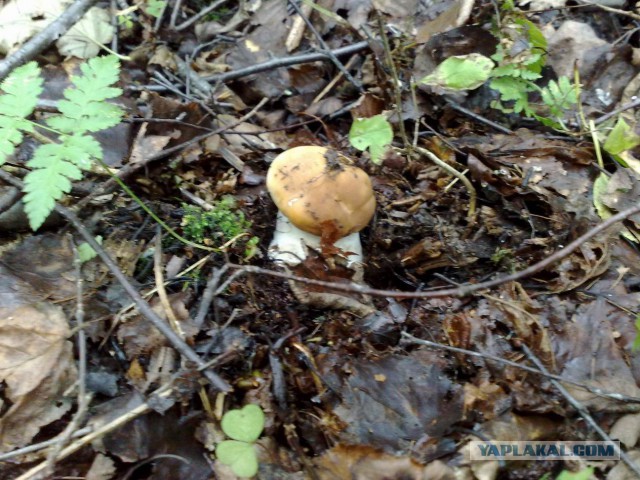 И снова про грибы.