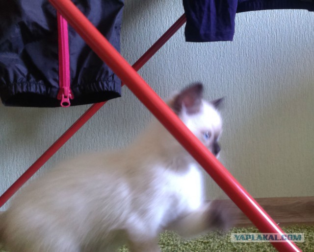 Котовторник 7.07.2015