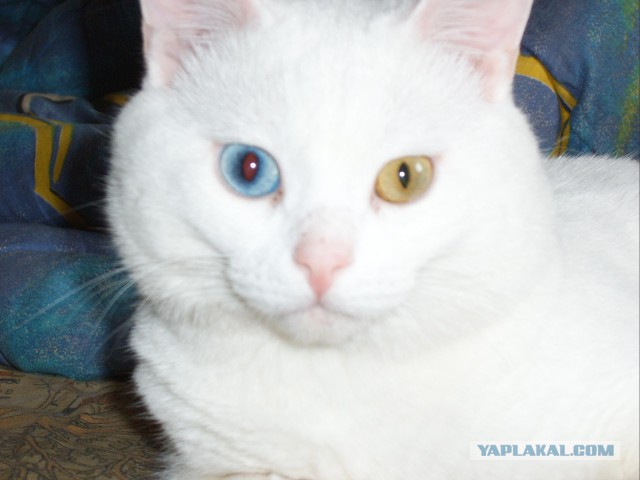 Пост невероятной кошачьей красоты. 25 фот.