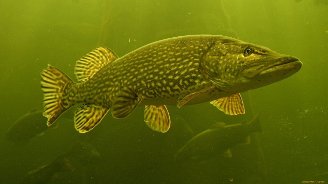 Картинки на рабочий стол