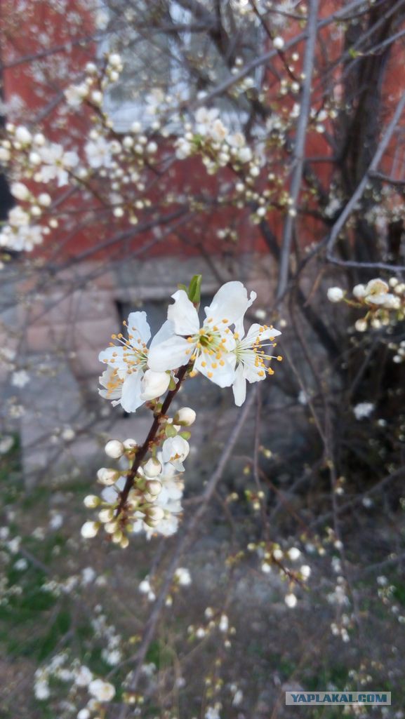 С первым днем весны из Симферополя!