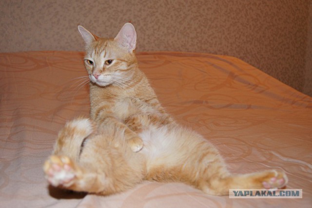 Котовторник - начало