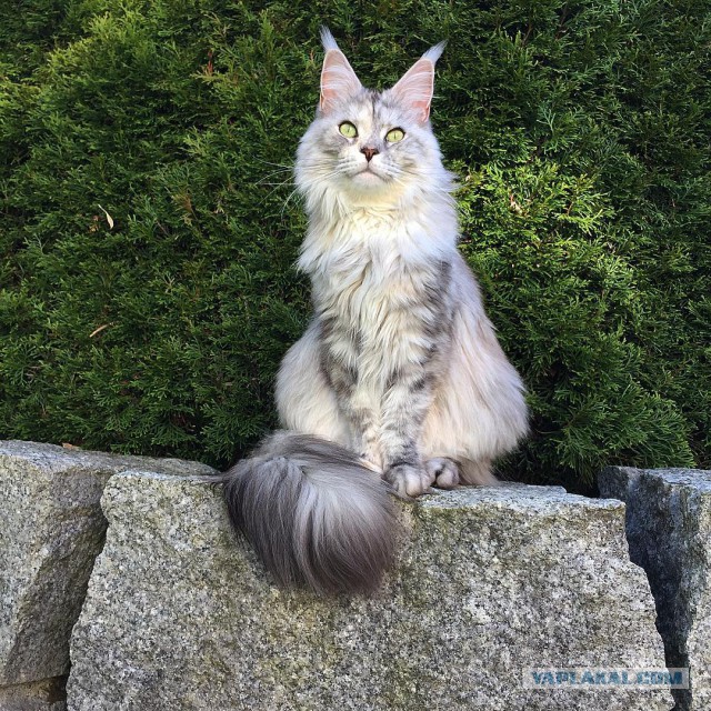 Котовторник 23/05/2017