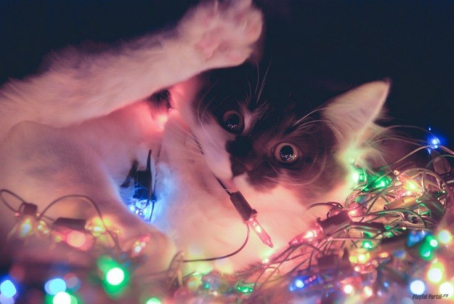 Коты и Кошки