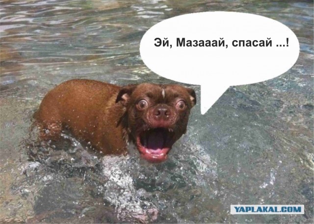 Жабельный собакен