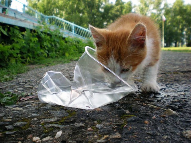 Коты и Кошки