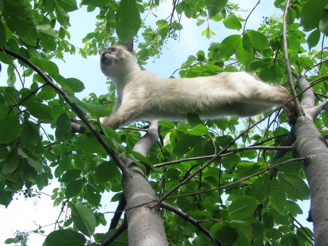 Коты и Кошки