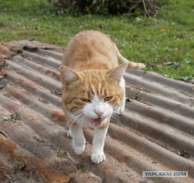 Котовторник!