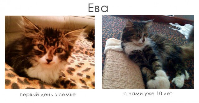 Из котёнка во взрослого кота