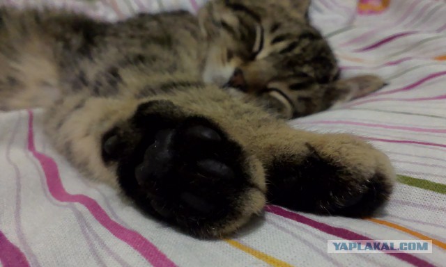 Котовторник 20.02.18