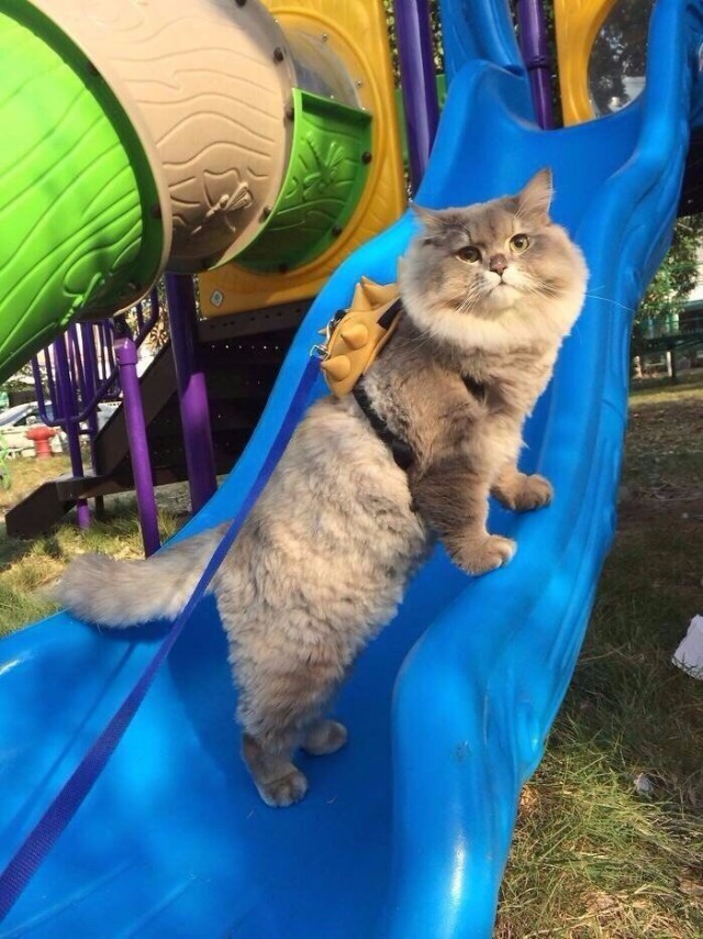 Прикольных котов пост