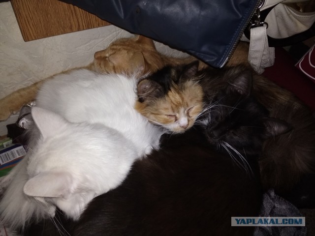 Котовторник 24.04.2018