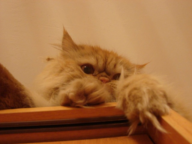 Котомет на вторник (15.04.2008)