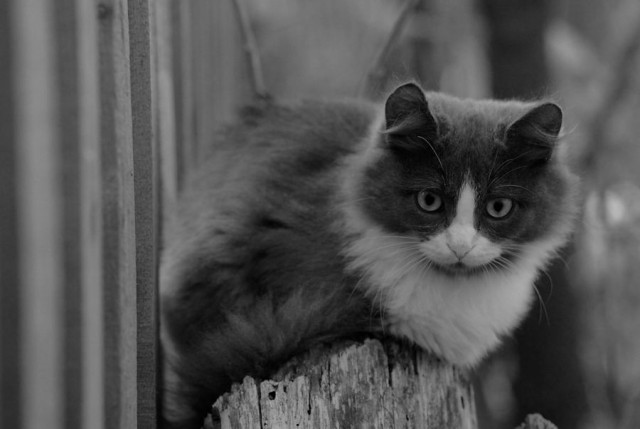 Котовторник: Кошки гаваны и другие!