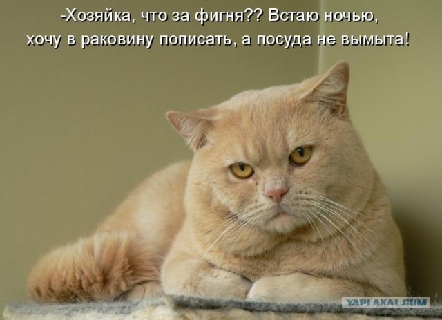 Котовторнику Да (09.12.08)