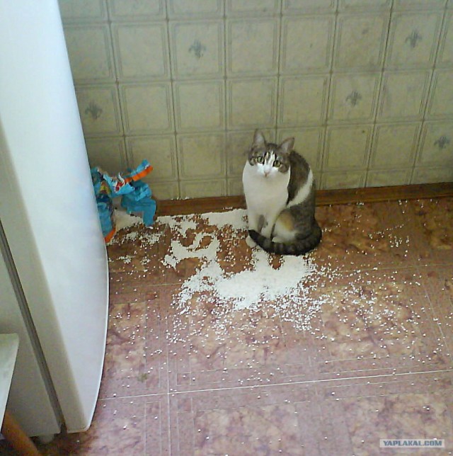 Котовторник (02.06.2009)