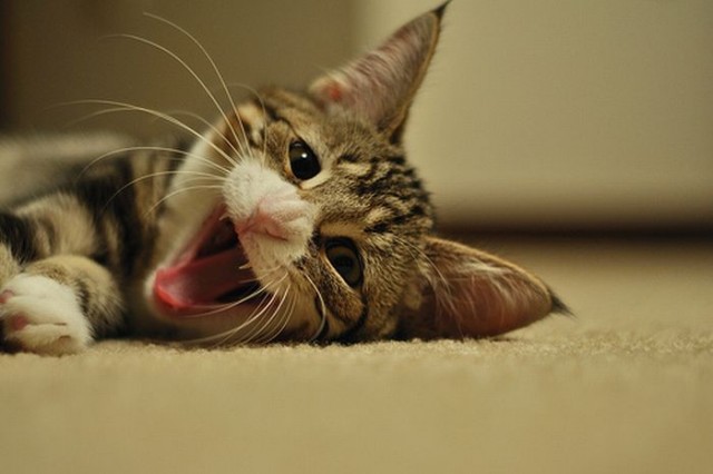 Котовторник на 22 июня