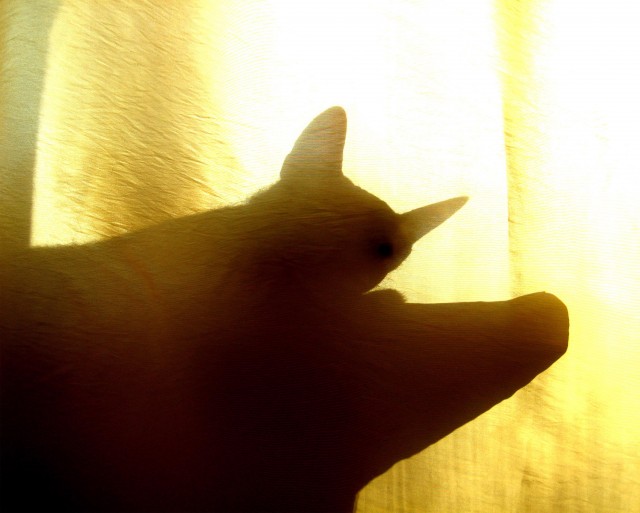 Котовторник - С праздником, котоводы!